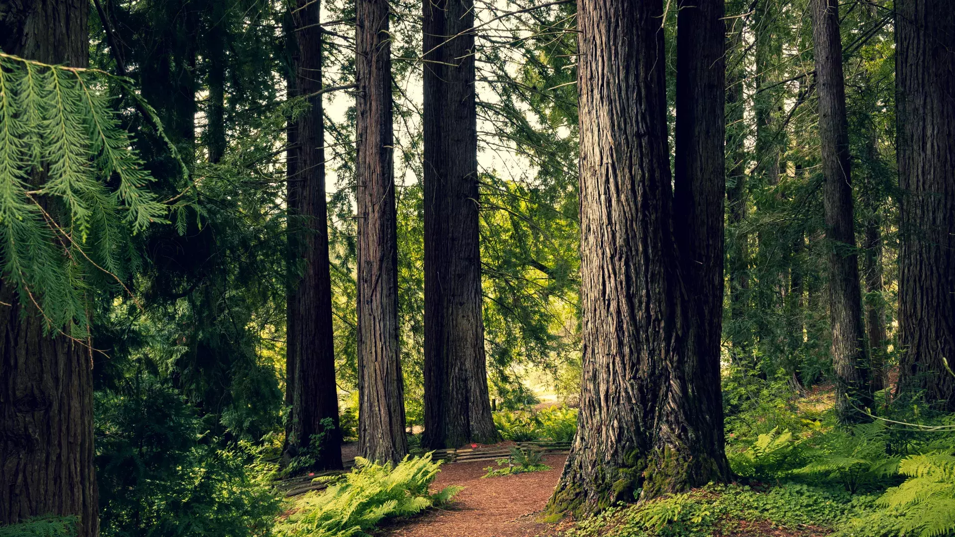 A tranquil place in the Berkeley hills.