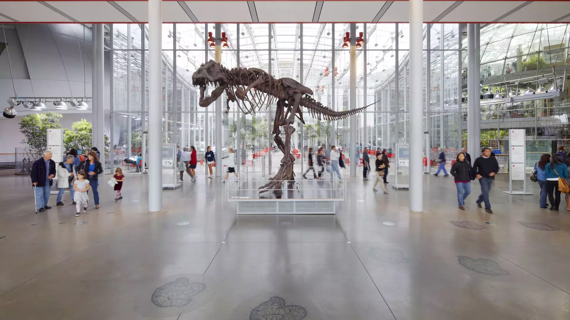 Dinosaur at the California Academy of Sciences