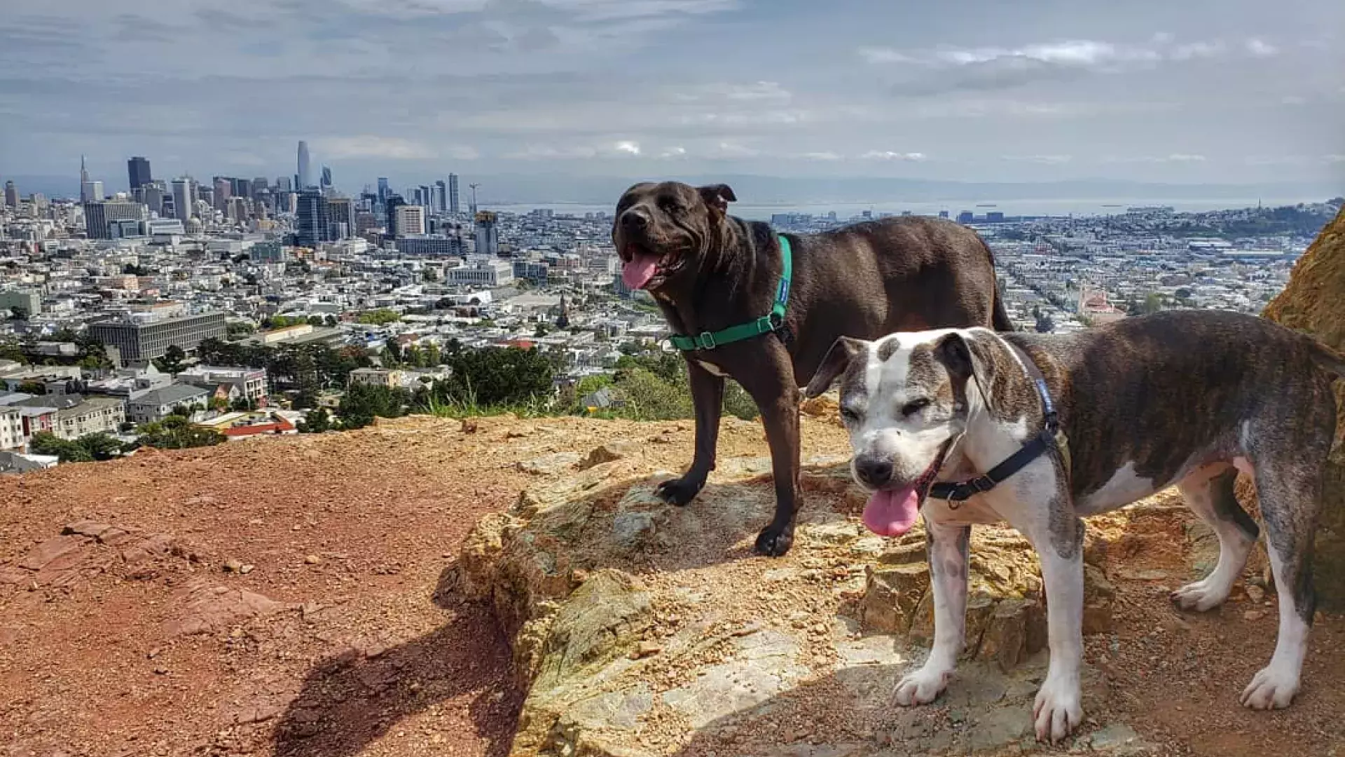 Dogs at the top of Corona Heights