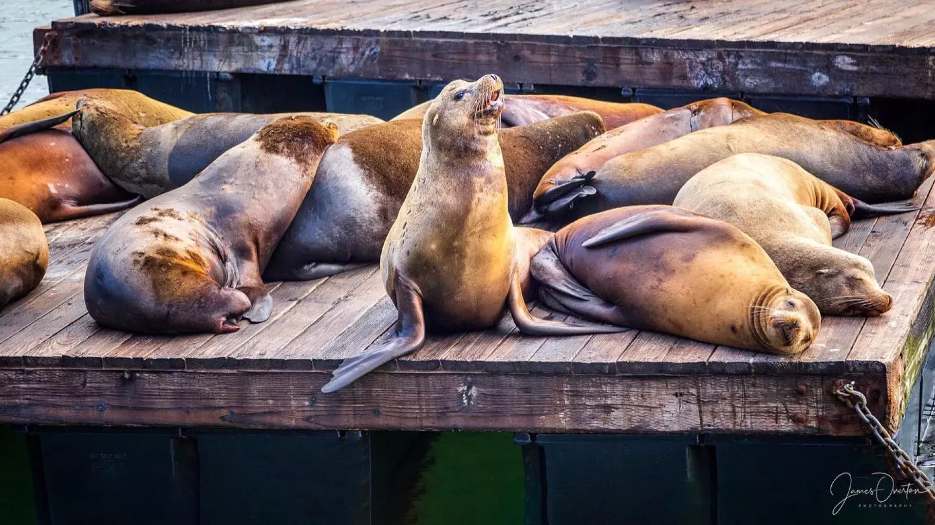 Sea Lions rest on PIER 39's K Dock