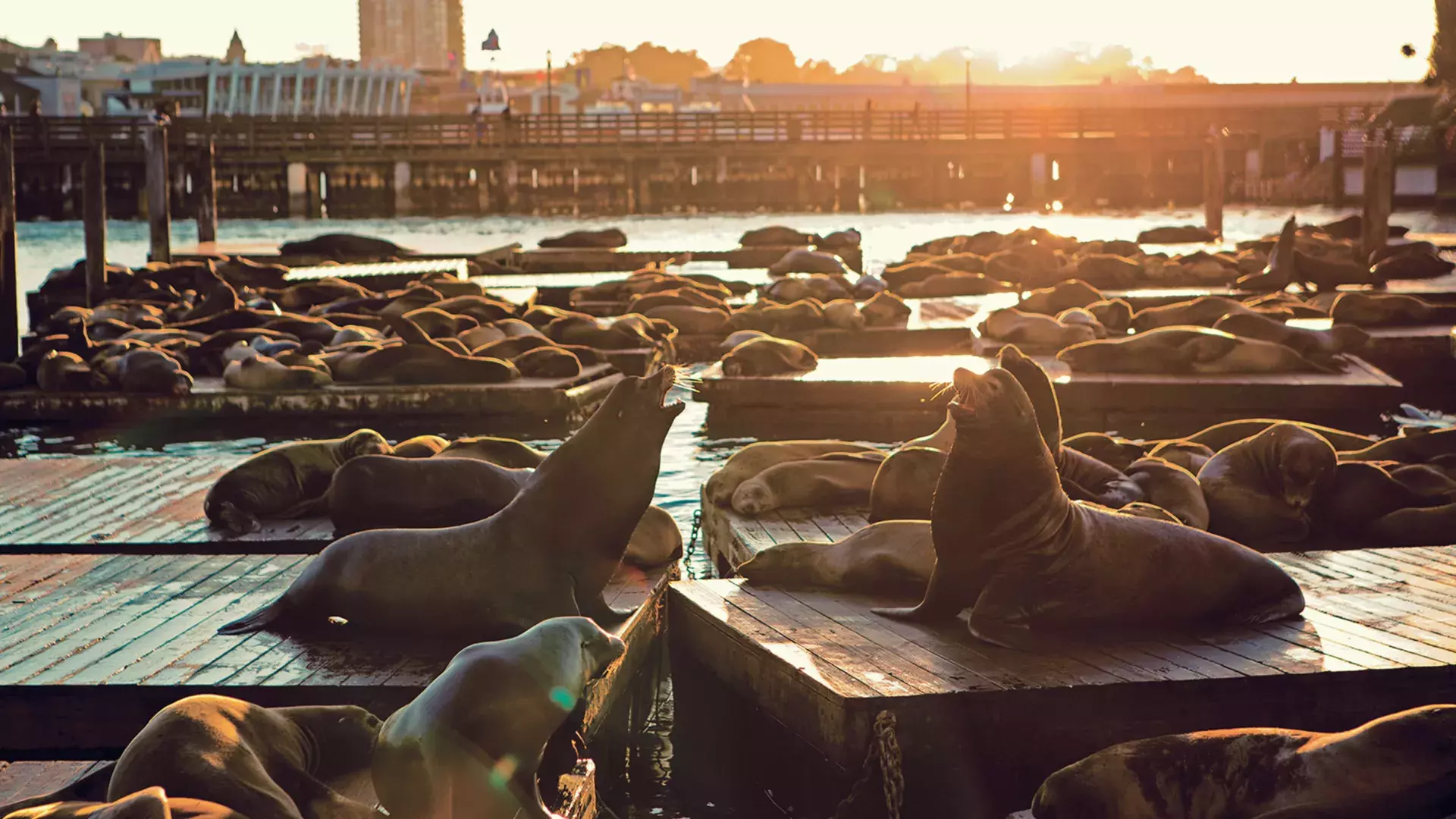 Leões marinhos descansam na doca K do PIER 39 ao pôr do sol