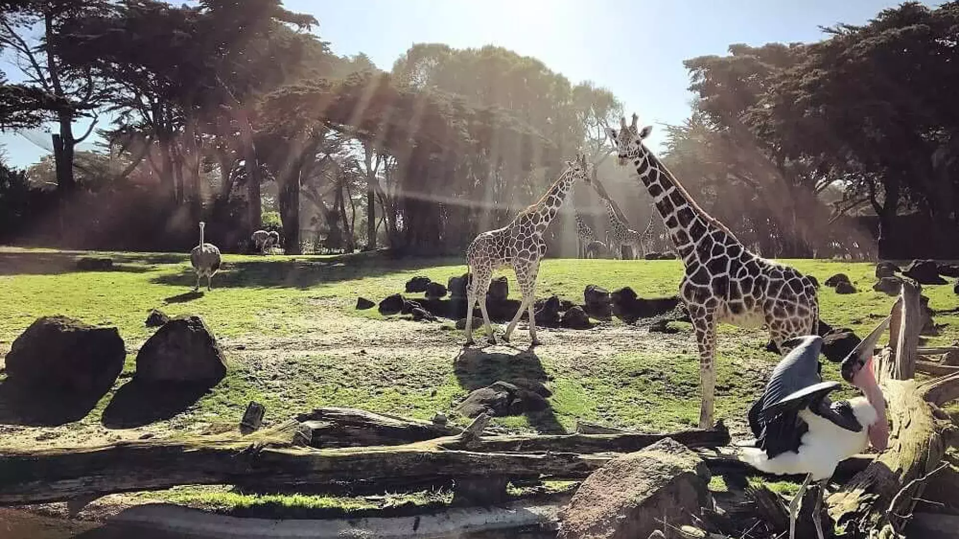 Animais vagam pelo Zoológico e Jardins de São Francisco.