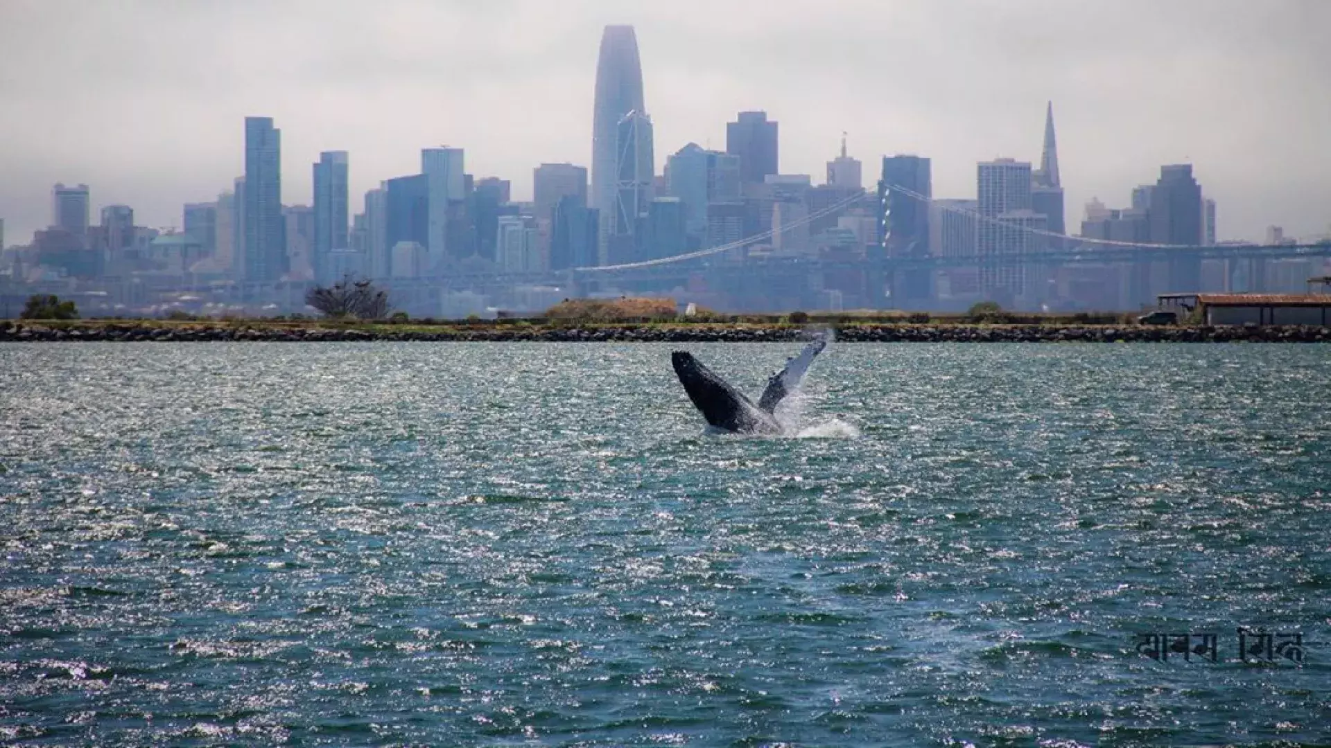 A whale breaches in the waters of San Francisco Bay.