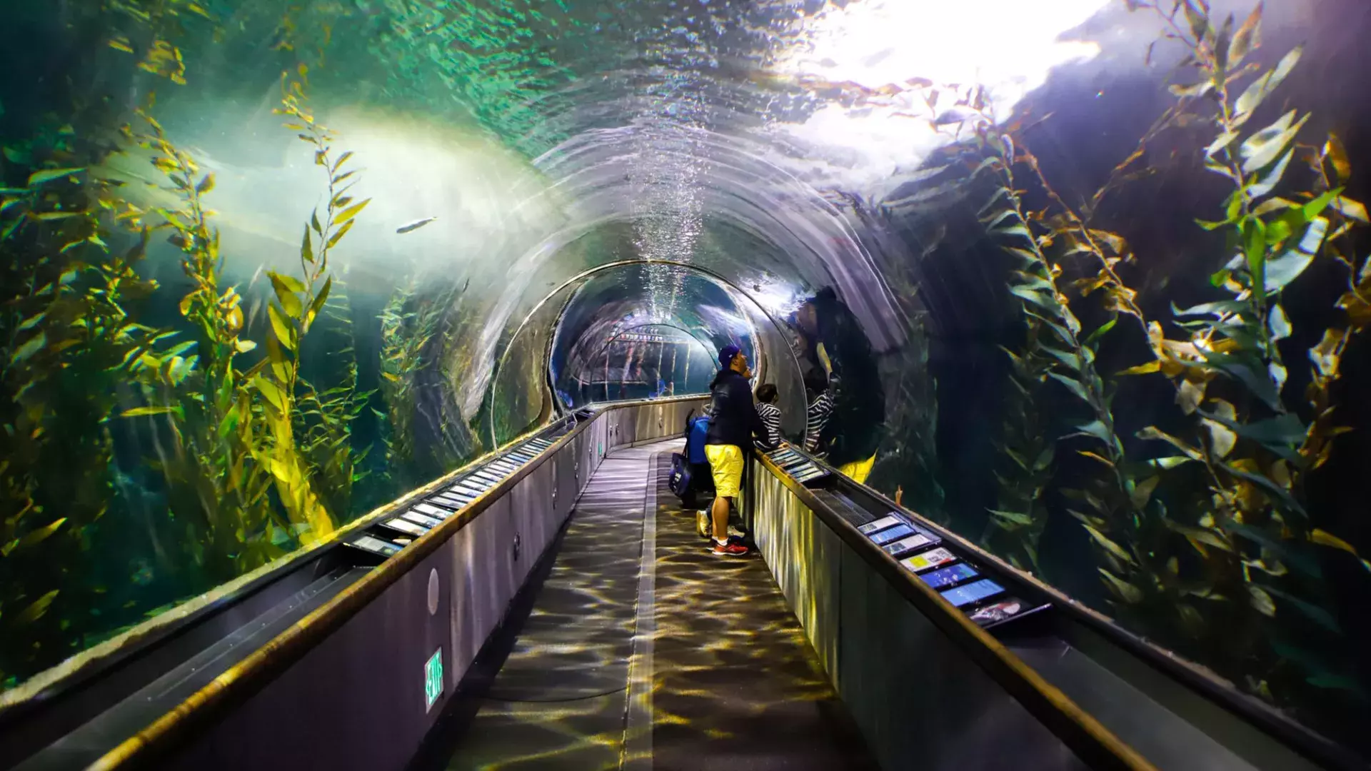 Uma família observa a vida marinha dentro de um túnel no Aquário da Baía