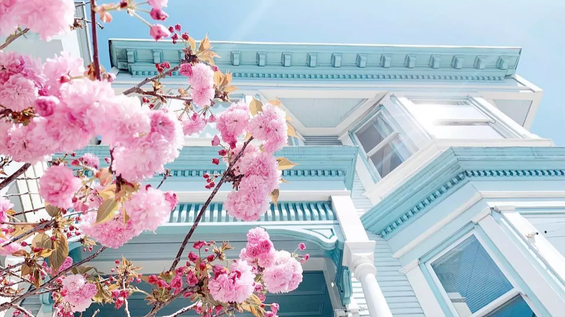 Cherry Blossoms in front of a victorian