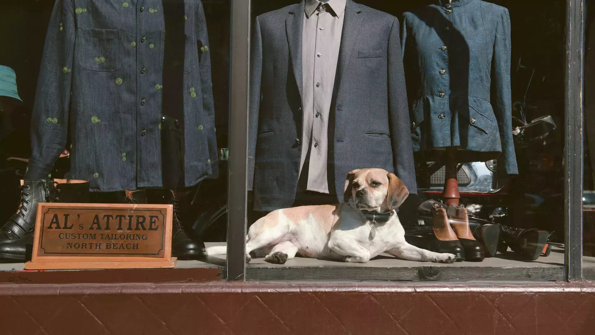 Dog in the window