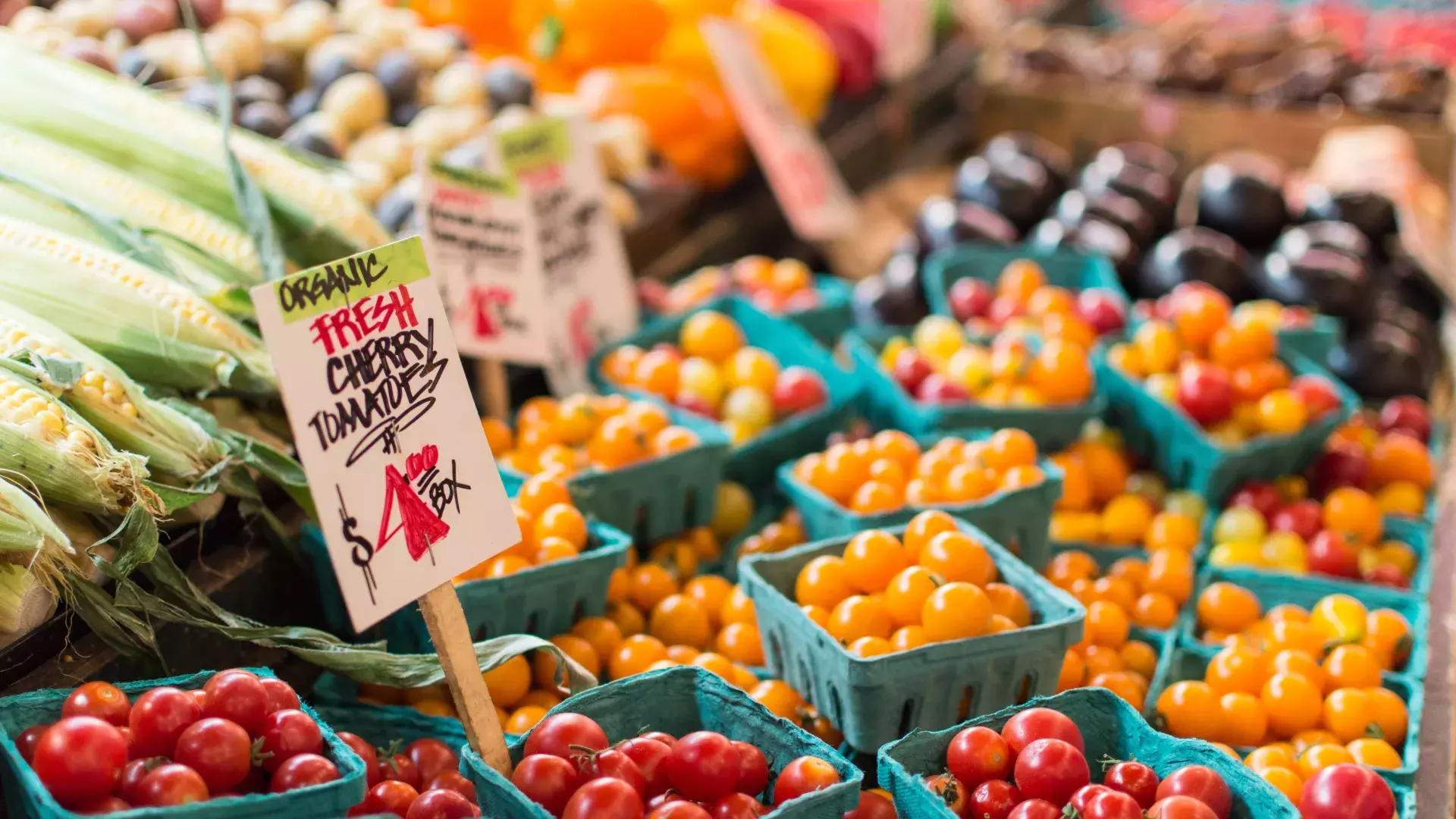 Os agricultores comercializam tomates