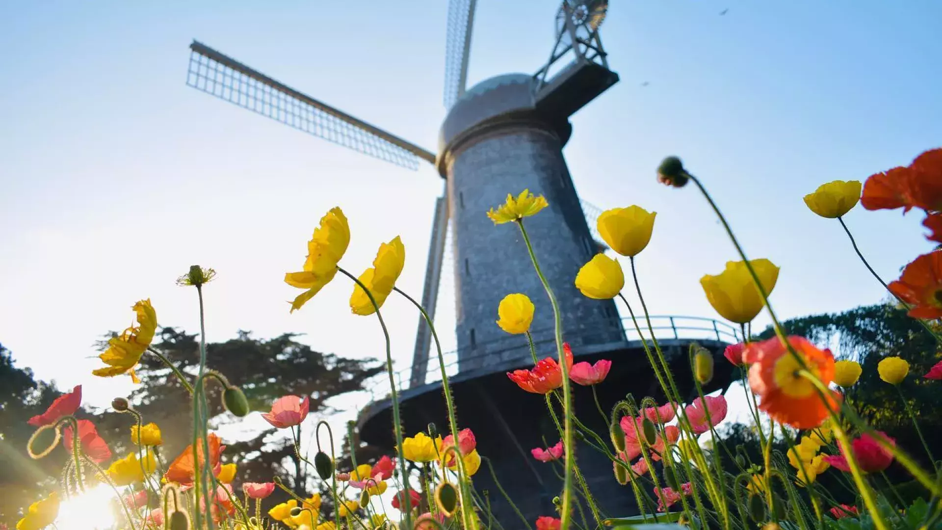 Tulipas florescem sob um dos famosos moinhos de vento do Golden Gate Park.