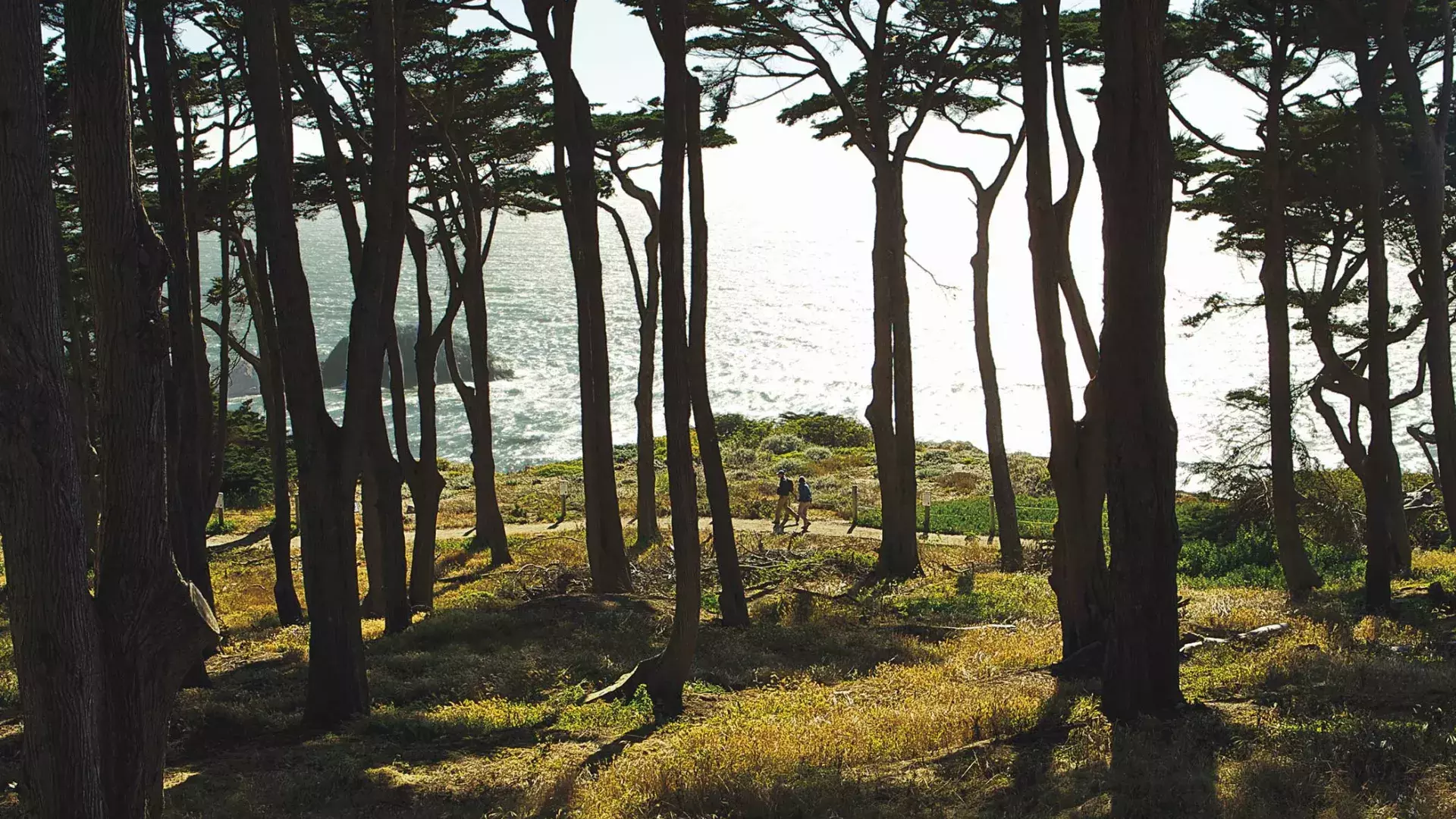 Hikers walk along a forested section of Lands End Trail, with the Pacific Ocean in the background.