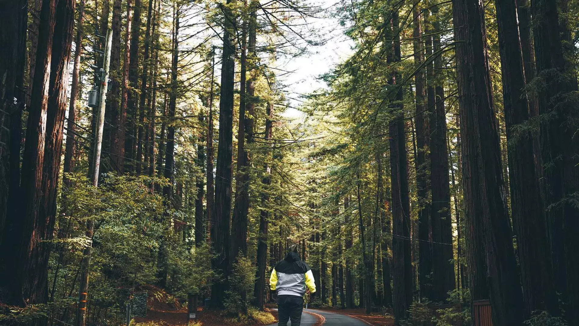 Man stands with back to camera on road that leads through tall redwood trees. 