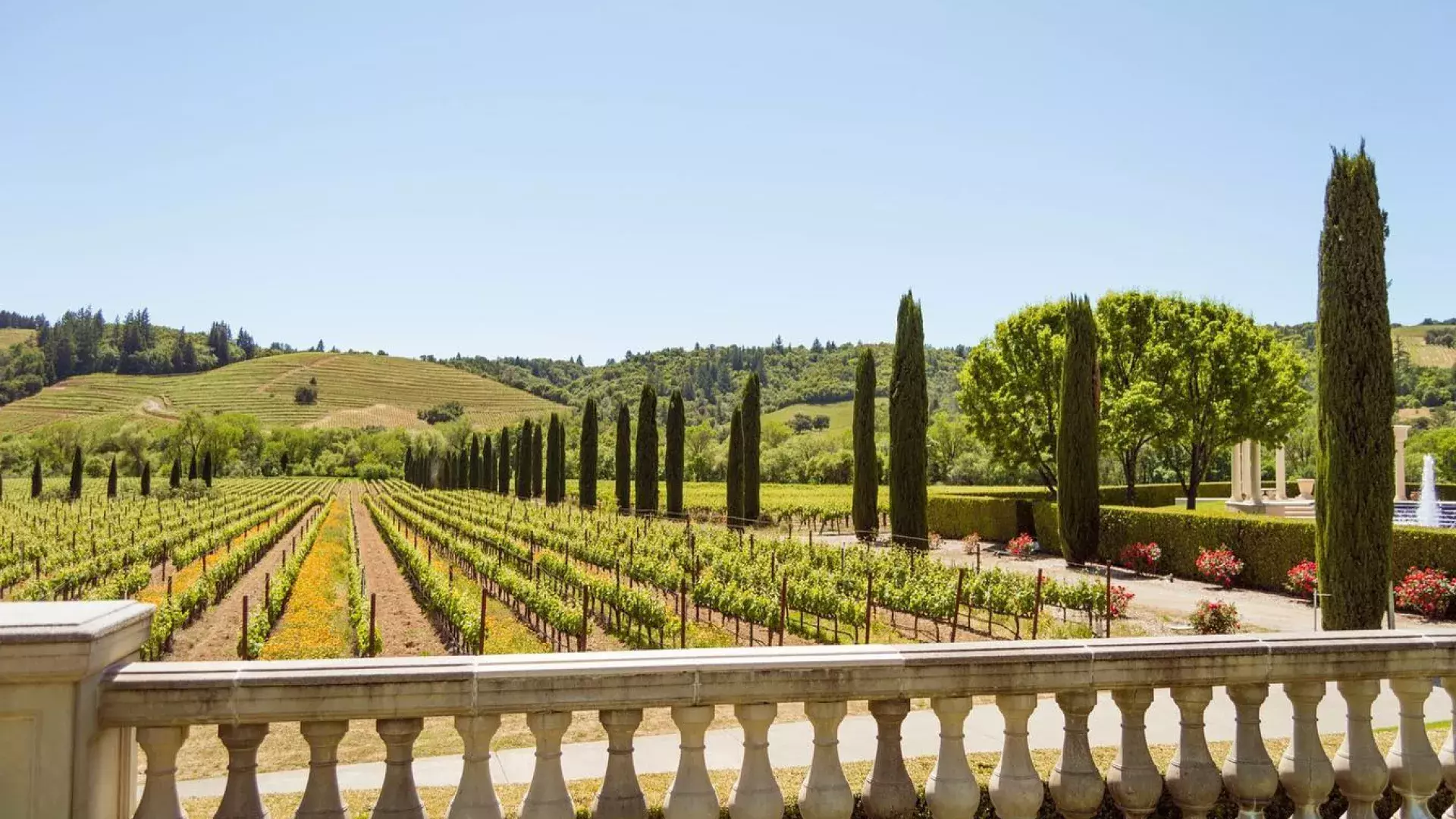 Image of wine grapes in neatly lined up within a winery on sunny day