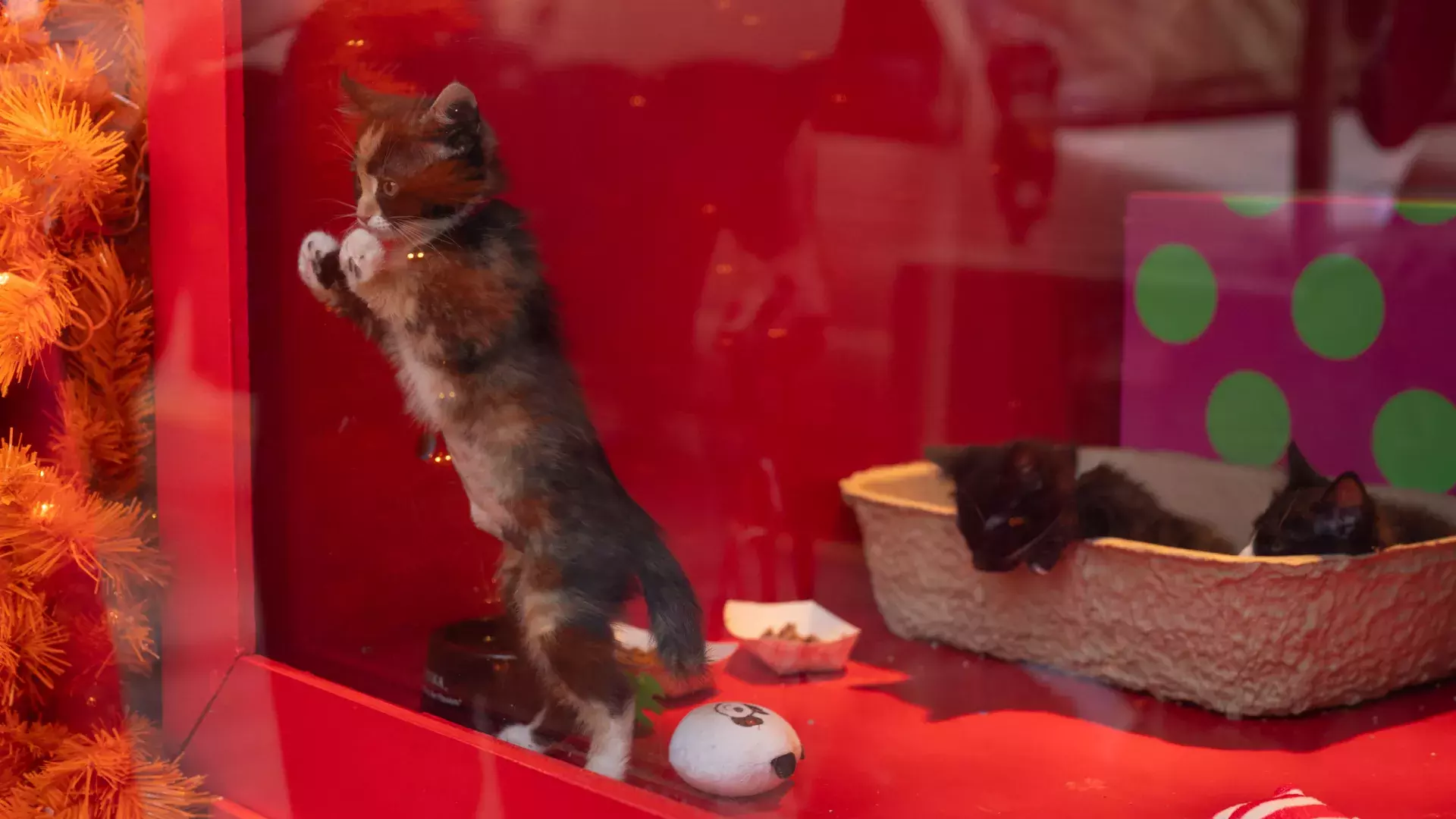 Macys Holiday Windos