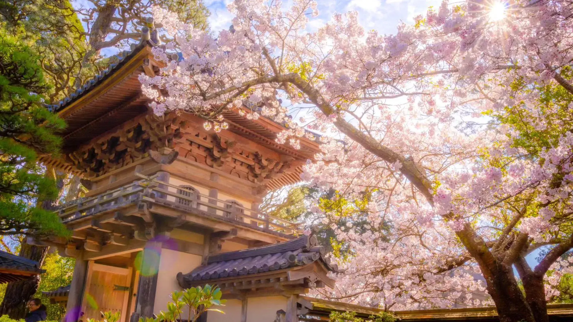 日本庭園の塔のそばで、陽光を浴びて咲く桜の花