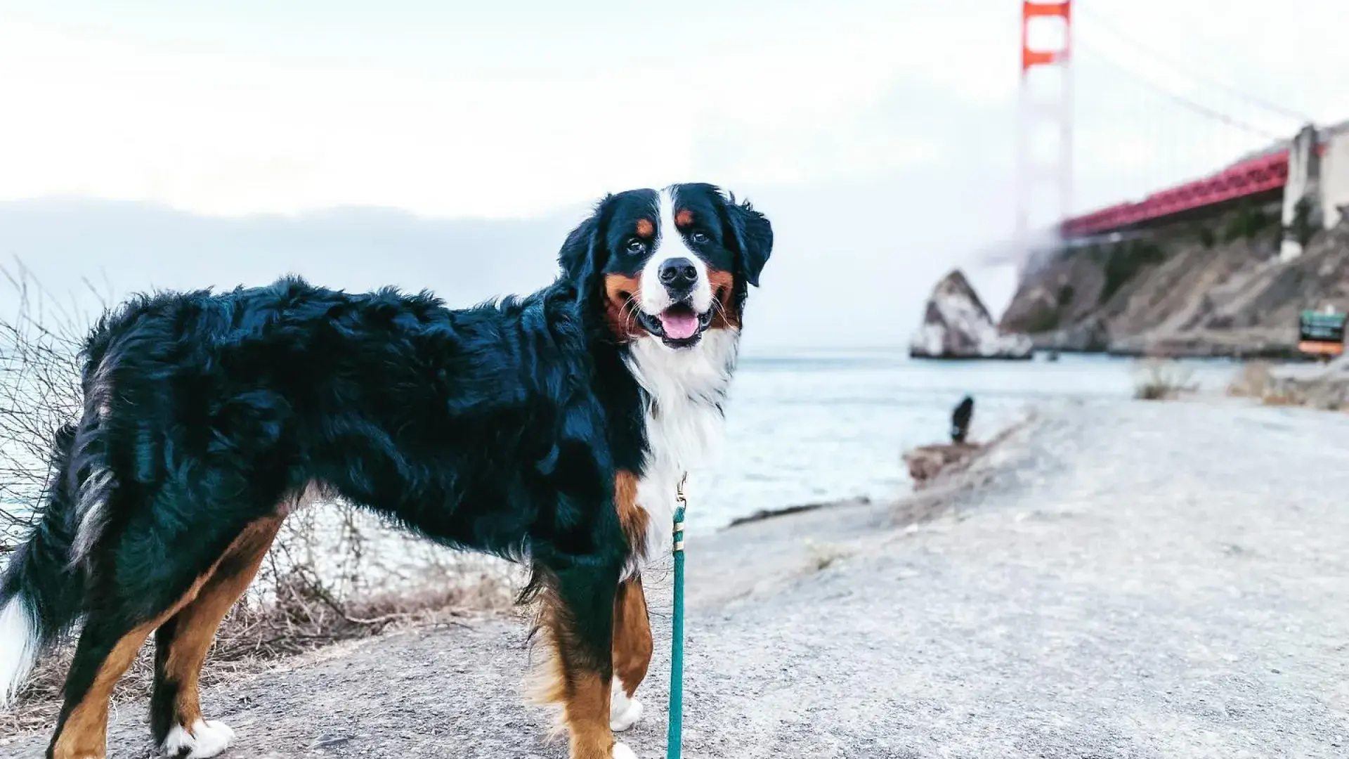 Bernese Mountain Dog posing by a fog covered Golden Gate Bridge