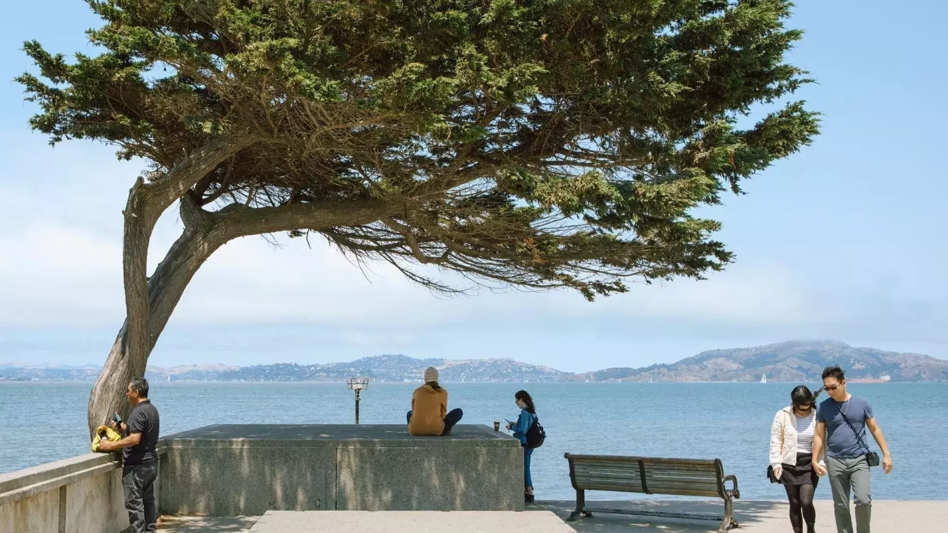 Image of a tree sloping over the concrete lookout at Crissy Field 