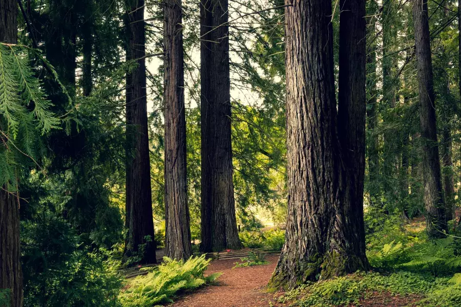 A tranquil place in the Berkeley hills.