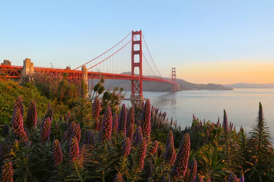 The Golden Gate Bridge is pictured with large flowers in the foreground.