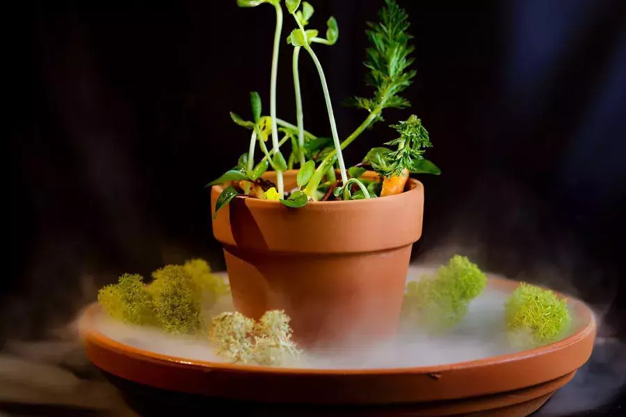 A creative dish that looks like a potted plant at Campton Place Restaurant in San Francisco.