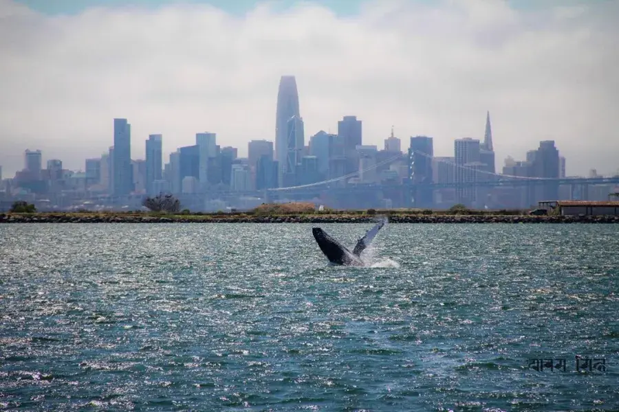 A whale breaches in the waters of San Francisco Bay.