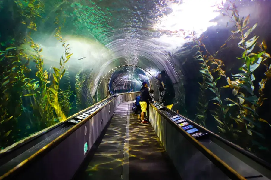 Uma família observa a vida marinha dentro de um túnel no Aquário da Baía.