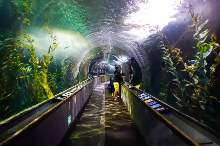 Uma família observa a vida marinha dentro de um túnel no Aquário da Baía