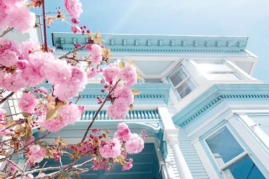 Cherry Blossoms in front of a victorian