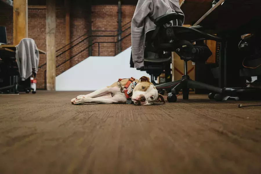 A dog lying on the floor.