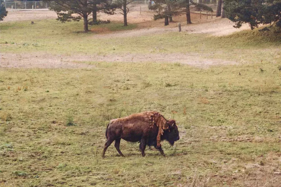 Um único búfalo vagueia no Golden Gate Park Bison Paddock. São Francisco, Califórnia.