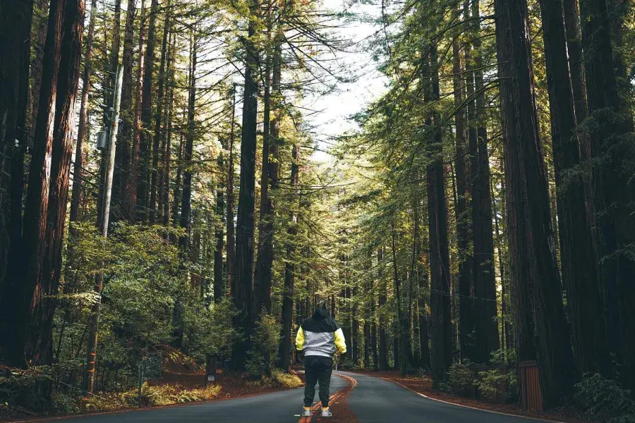 背の高いセコイアの木々が立ち並ぶ道で、男性がカメラに背を向けて立っている。 