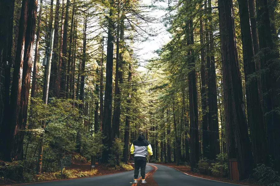 Homem fica de costas para a câmera na estrada que passa por altas sequoias. 