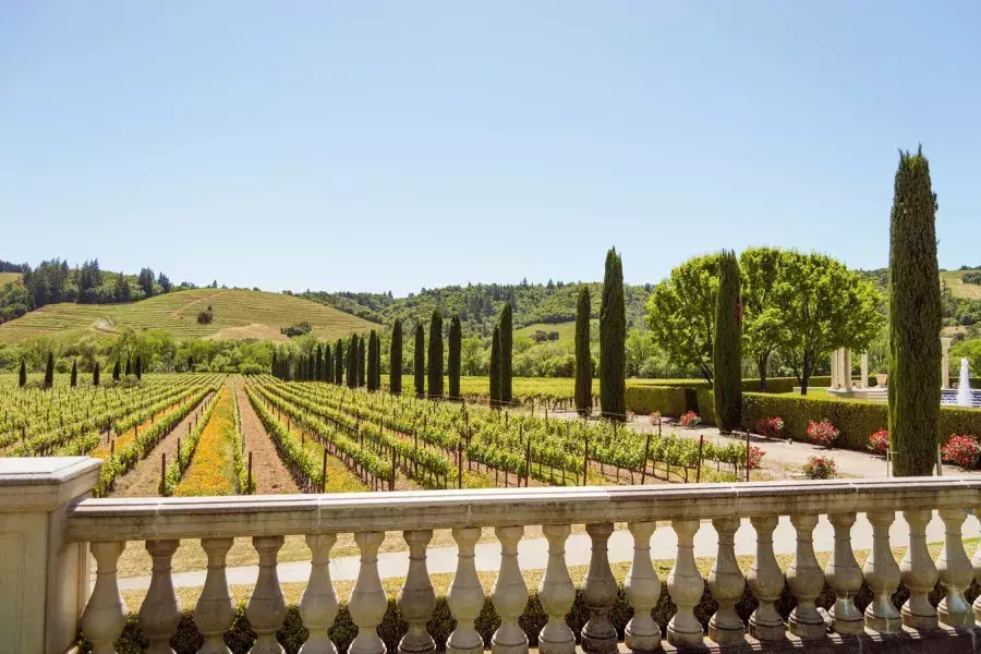 Image of wine grapes in neatly lined up within a winery on sunny day