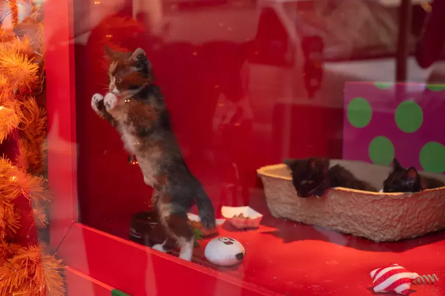 Macys Holiday Windos