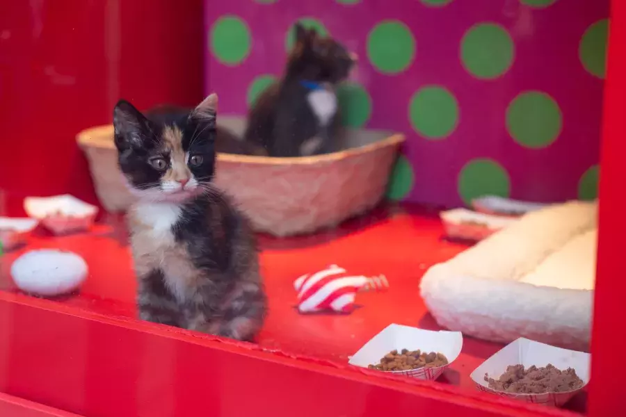 SFSPCA windows at Macys