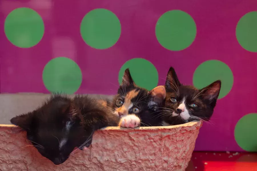 SF SPCA windows at Macys