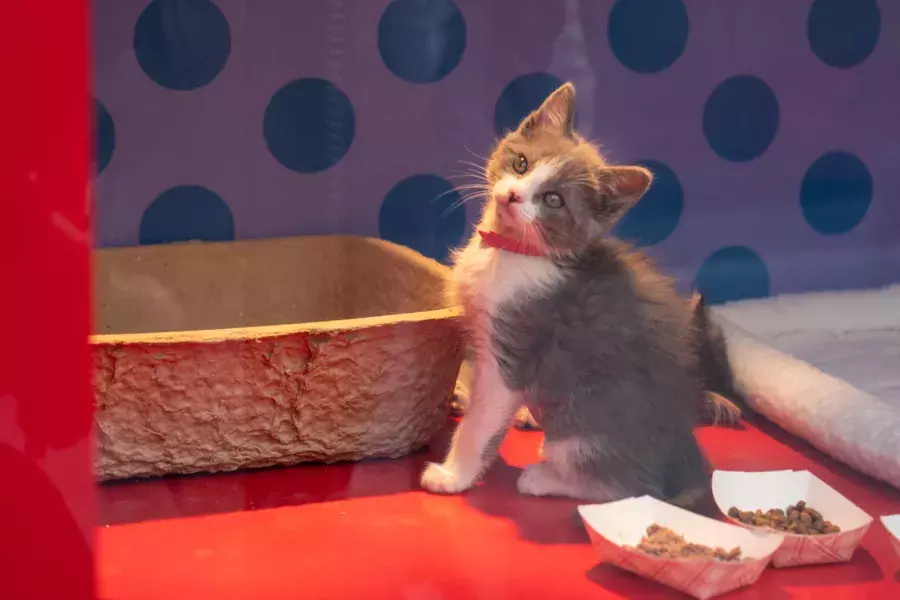 SFSPCA windows at Macys