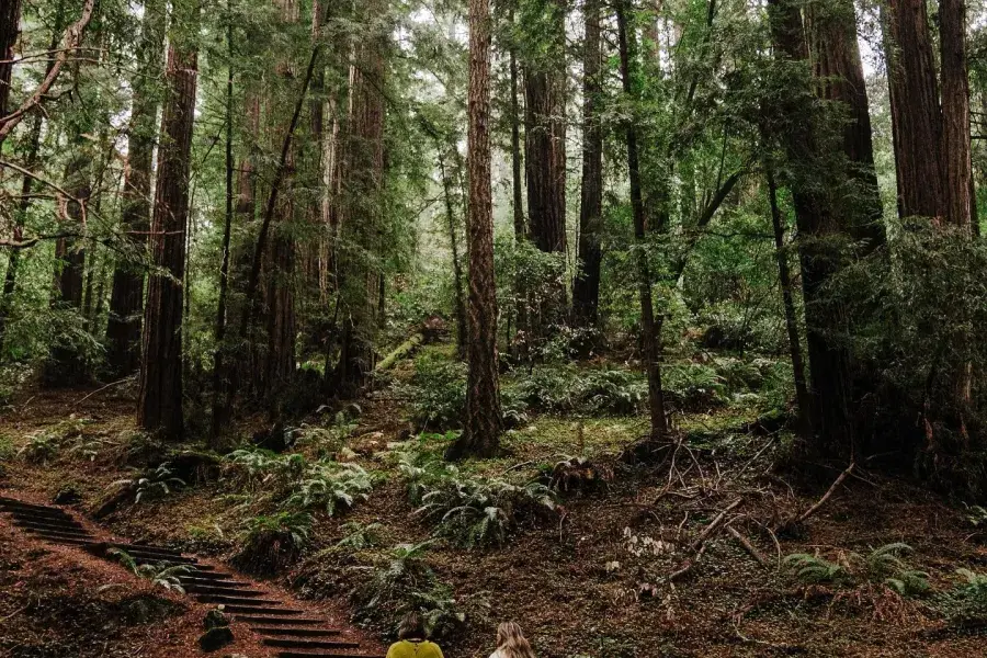 Women walk the trail stairs in Muir Woods.