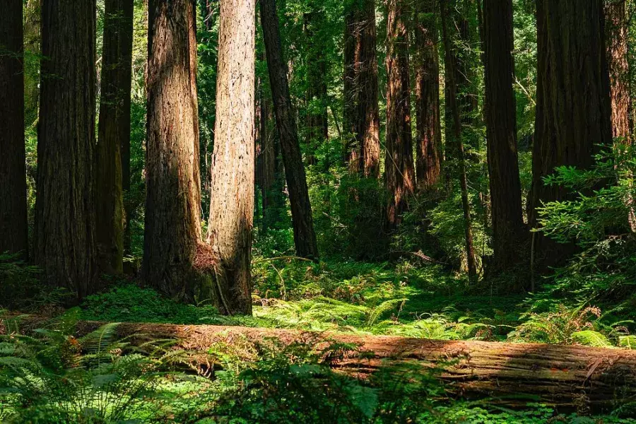 The massive trees and lush forests of Muir Woods.