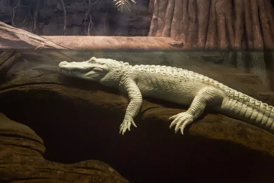 Claude the albino Alligator at Cal Academy