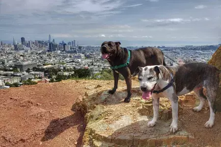 Cães no topo de Corona Heights