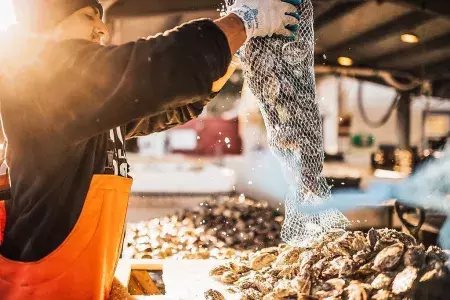 Man dumping out a bag of Oysters