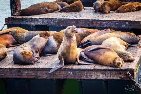 Leões-marinhos descansam na doca K do PIER 39