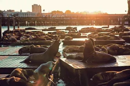 Leões marinhos descansam na doca K do PIER 39 ao pôr do sol