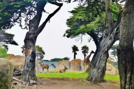 San Francisco Zoo