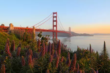 A Golden Gate Bridge é retratada com grandes flores em primeiro plano.