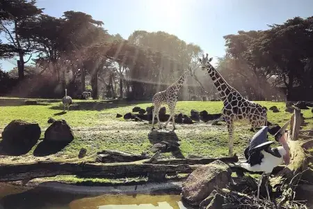 Animais vagam pelo Zoológico e Jardins de São Francisco.