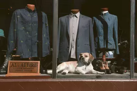 窓の中の犬