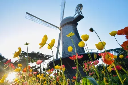 Tulipas florescem sob um dos famosos moinhos de vento do Golden Gate Park.