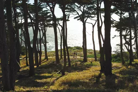 Hikers walk along a forested section of Lands End Trail, with the Pacific Ocean in the background.