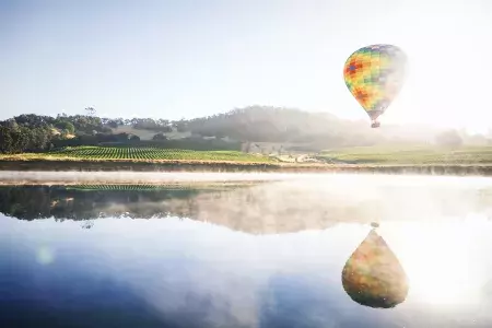 Hot air balloon hovering over a vineyard.