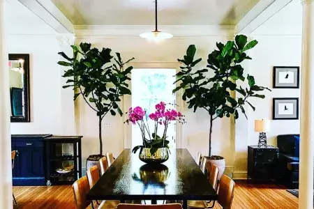 Interior of the lodge at the presidio, dining table surrounded by plants on wood floor by light-filled window.